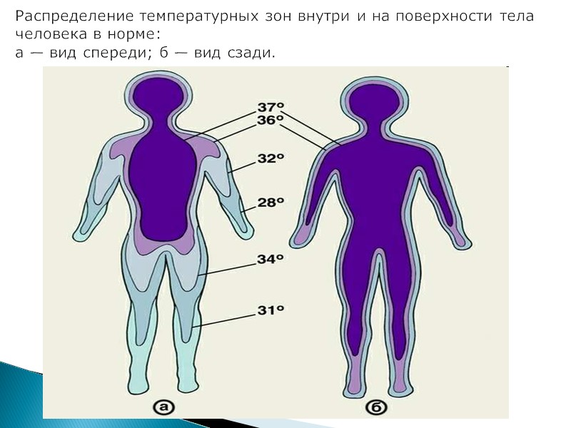 Распределение температурных зон внутри и на поверхности тела человека в норме:  а —